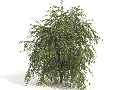 large shrub plant trees