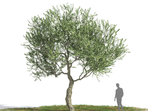 Mediterranean Landscape Tree Free Olive Tree