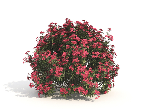 Dwarf shrub ball