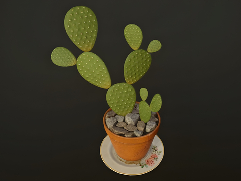 Cactus bonsai