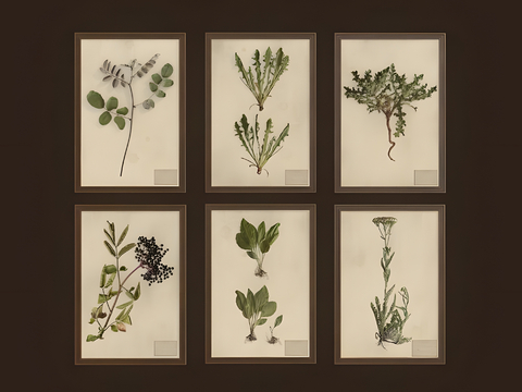 Plant Specimen Hanging Painting Decorative Painting