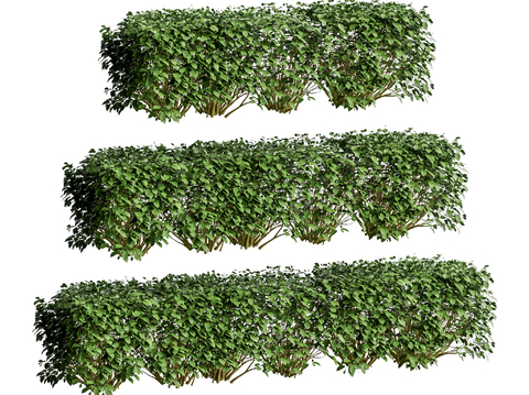 Modern shrub vegetation hedge belt