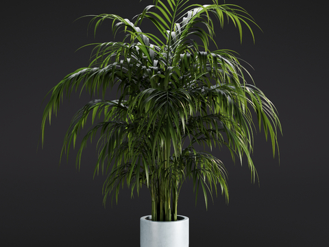 Modern Palm Green Plant Potted Plant Indoor Green Plant