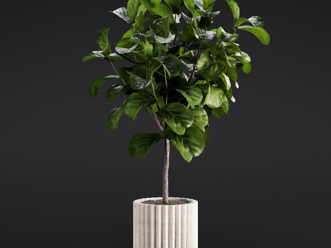 Modern Qin Ye Ficus Green Plant Potted Plant Indoor Green Plant