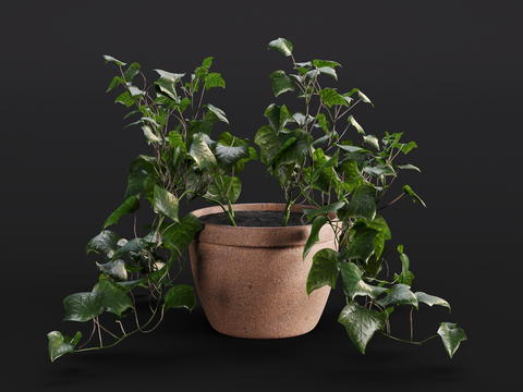 Modern Ivy Green Plant Potted Plant Indoor Green Plant