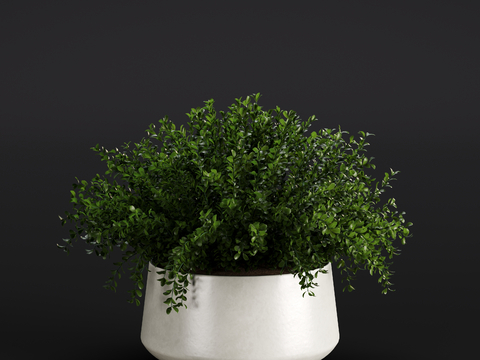 Modern Populus lobulosa Green Plant Potted Plant Indoor Green Plant