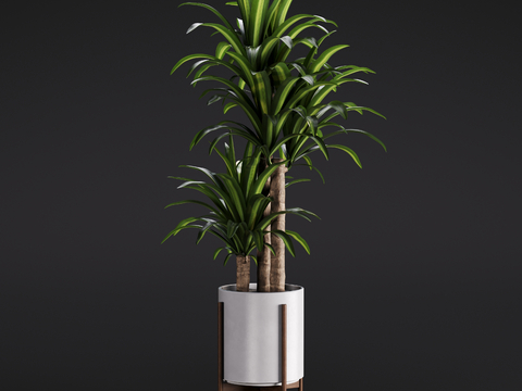 Modern dracaemia green plant potted plant indoor green plant