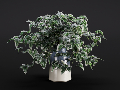 Modern Ivy Green Plant Potted Plant Indoor Green Plant