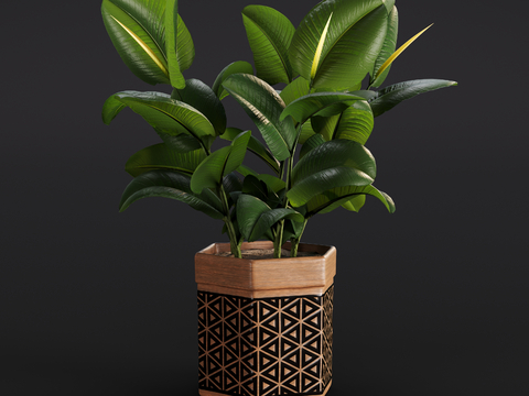 Modern Quan Ye Ficus Rubber Tree Oak Ficus Green Plant Potted Plant