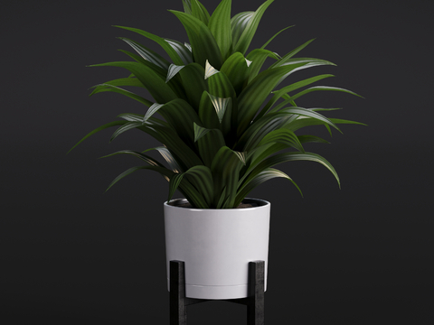 Modern dracaemia green plant potted plant indoor green plant