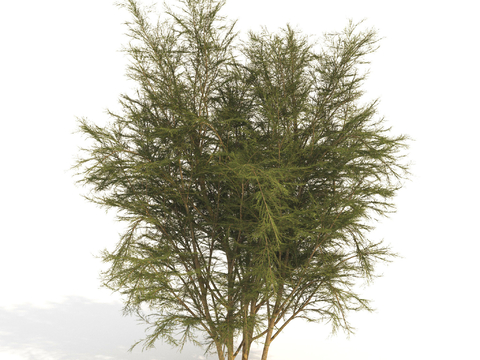 plant green plant shrub dwarf tree landscape tree