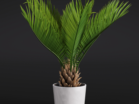 Modern cycean green plant potted plant indoor green plant