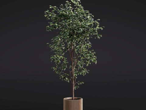 Modern banyan tree green plant potted plant indoor green plant