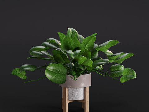 Modern Green Rose Green Plant Potted Plant Indoor Green Plant