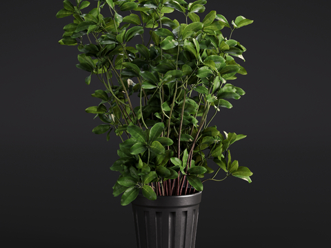 Modern Liriodendron Green Plant Potted Plant Indoor Green Plant