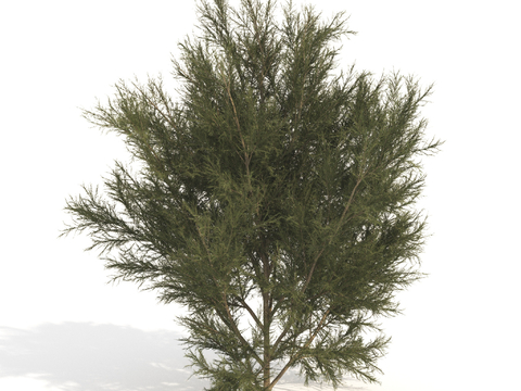 plant green plant shrub dwarf tree landscape tree