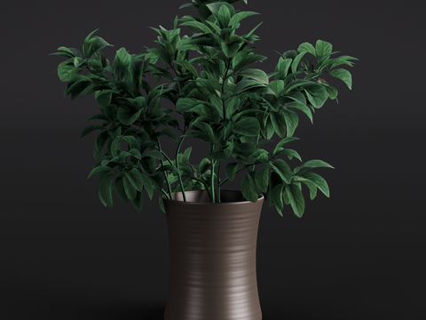 Modern Shuisu Green Plant Potted Plant Indoor Green Plant