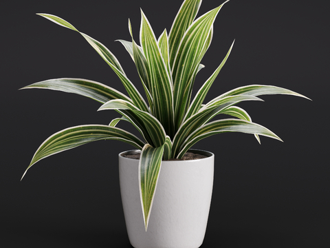 Modern green plant Potted plant Indoor green plant