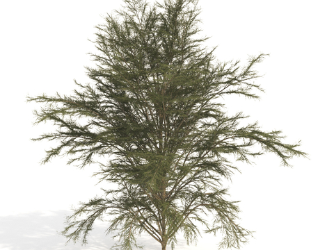 plant green plant shrub dwarf tree landscape tree