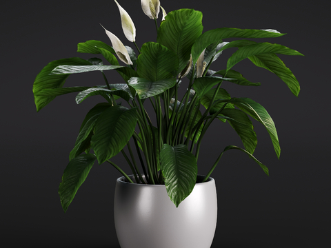 Modern White Magnolia Green Plant Potted Plant Indoor Green Plant