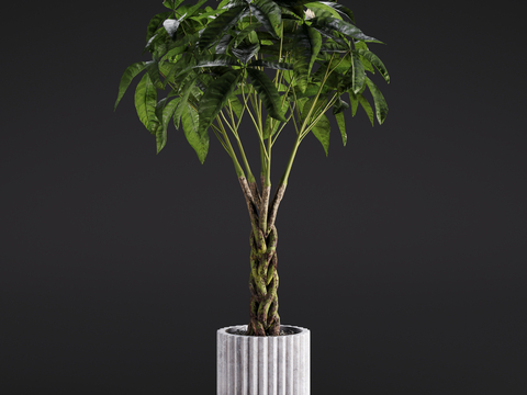 Modern fortune tree green plant potted plant indoor green plant