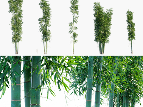 bamboo dragon bamboo hemp bamboo bamboos