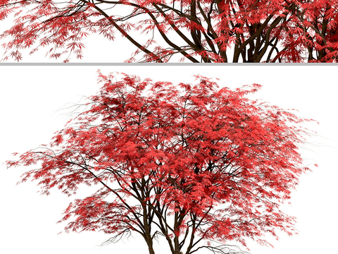 arbor red maple landscape tree