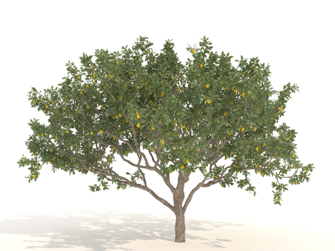 Lemon Tree Trees Landscape Trees Arbor Fruit Trees