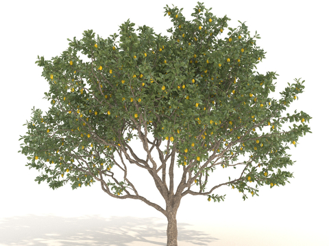 Lemon Tree Trees Landscape Trees Arbor Fruit Trees