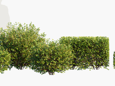 Plant Shrub Shrub Ball