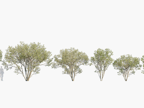 trees dwarf trees landscape trees arbor