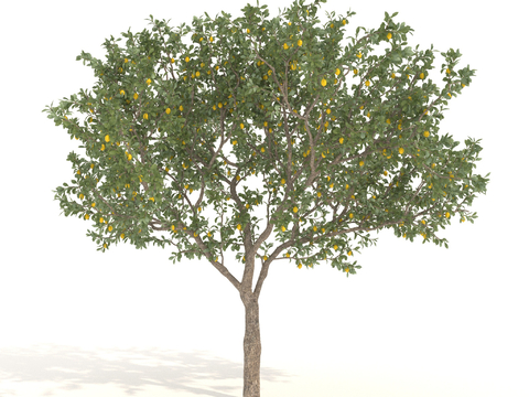 Lemon Tree Trees Landscape Trees Arbor Fruit Trees