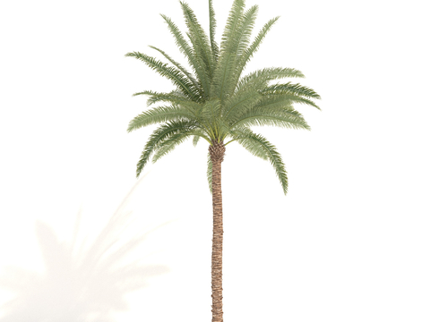 Plants Trees Tropical Tree Palm Tree Coconut Tree