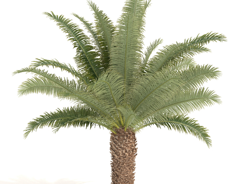 Plants Trees Tropical Tree Palm Tree Tropical Shrub