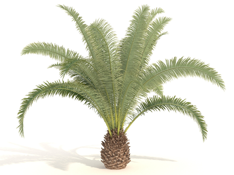 Plants Trees Tropical Tree Palm Tree Tropical Shrub