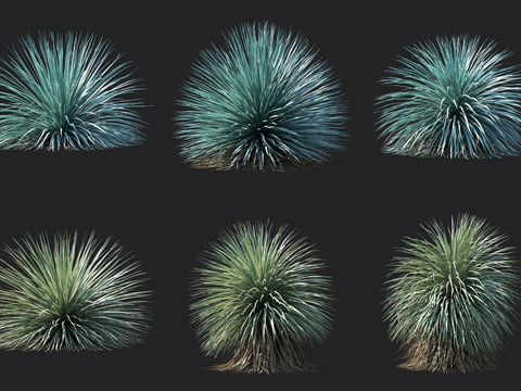 Hedgehog yucca shrub modeling shrub