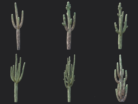 Cactus Shrub