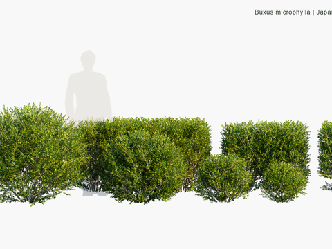 landscape plant shrub hedge hedge landscape tree road tree modeling shrub