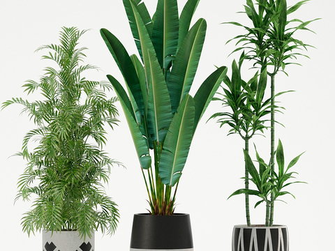 plant potted plantain flower pot green plant