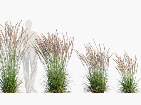 flowers, grass, thatch, reed