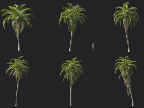 Gru Coconut Tree Palms