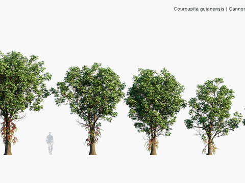 Modern Landscape Trees Arbor Road Trees Street Trees Big Trees