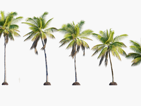 Tropical Tree Coconut Tree Trees Landscape Trees