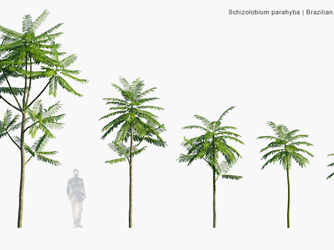 Modern Landscape Trees Arbor Shrubs Road Trees Street Trees Big Trees