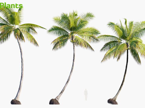 Tropical Tree Coconut Tree Trees Landscape Trees