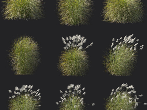 Fine-leaved miscanthus flowers and green plants