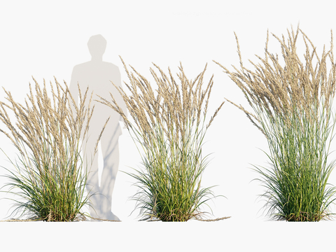 flowers, grass, thatch, reed