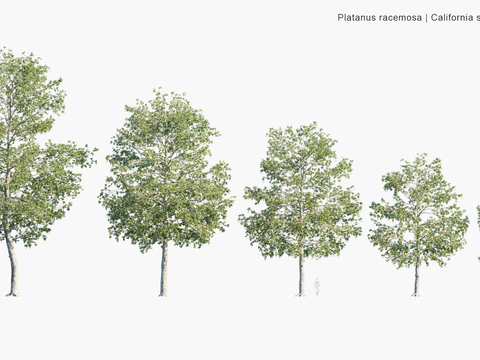 Modern Landscape Trees Arbor Shrubs Road Trees Street Trees Big Trees