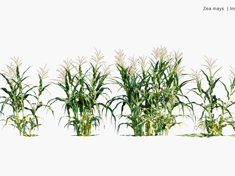 crop corn