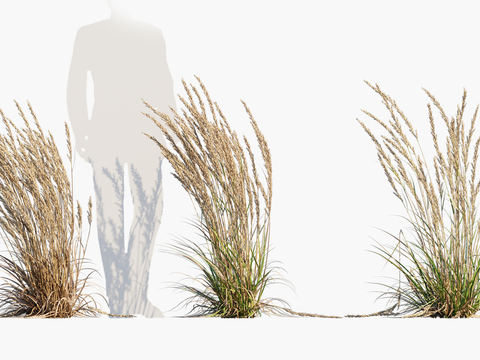 flowers, grass, thatch, reed